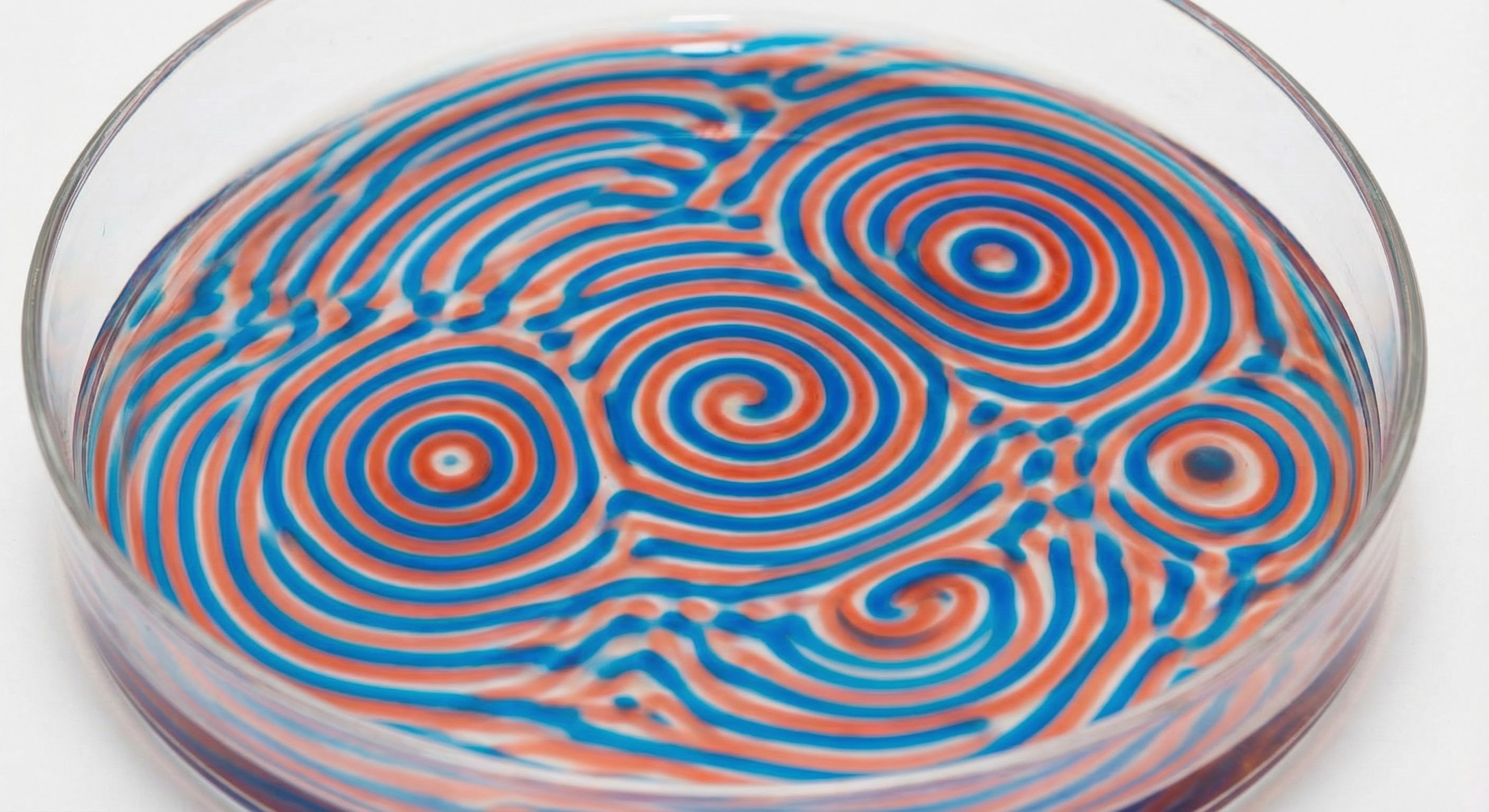 Belousov-Zhabotinsky reaction